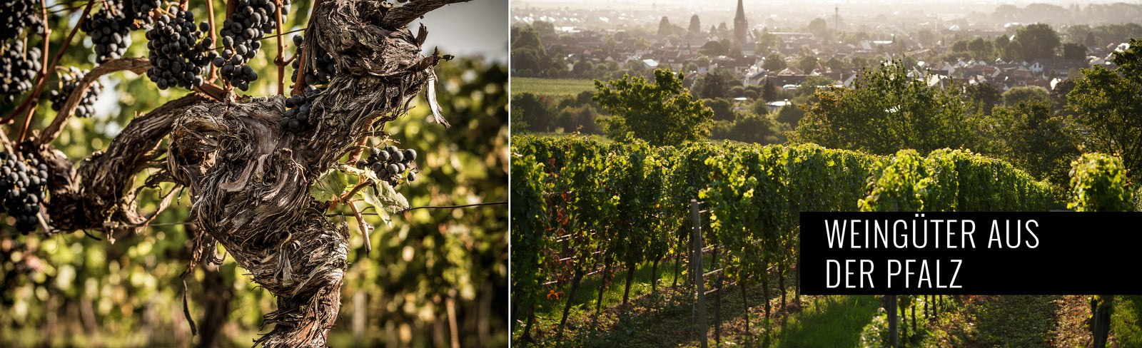Weingüter aus der Pfalz