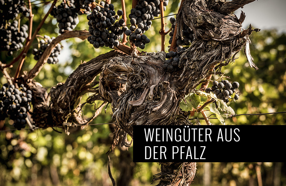 Weingüter aus der Pfalz